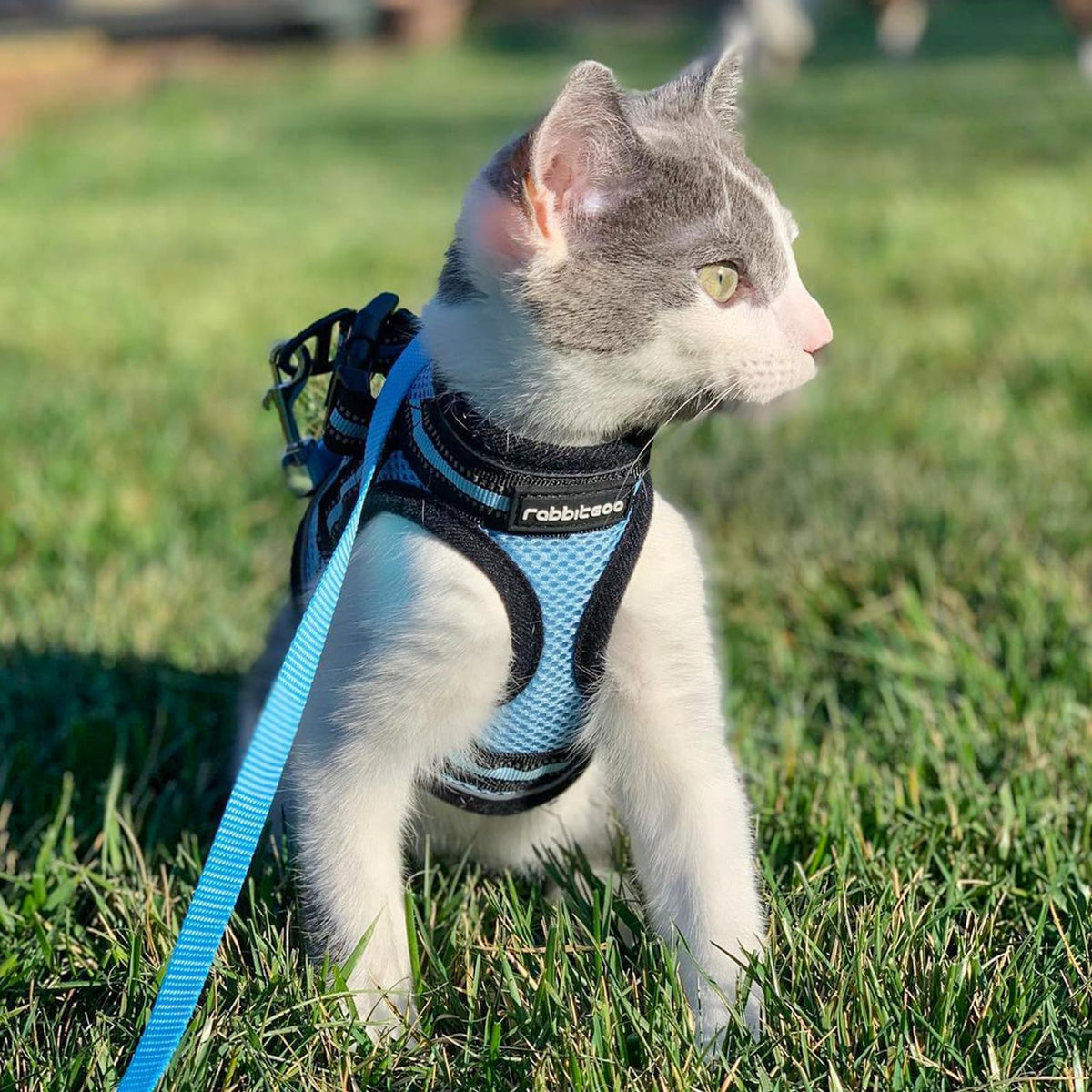 rabbitgoo Animal Harness in M, Light Blue