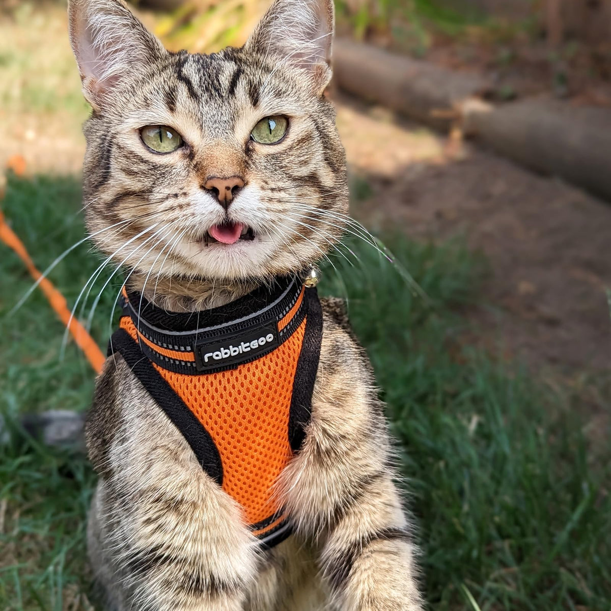 rabbitgoo Animal Harness in M, Orange