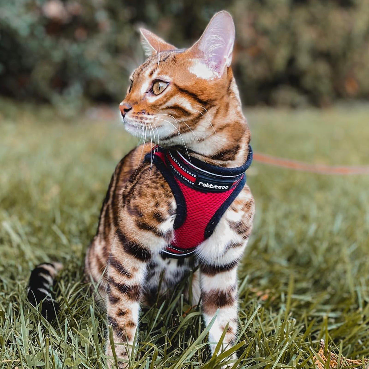 rabbitgoo Animal Harness in M, Red